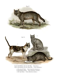 Wildcat, 1860